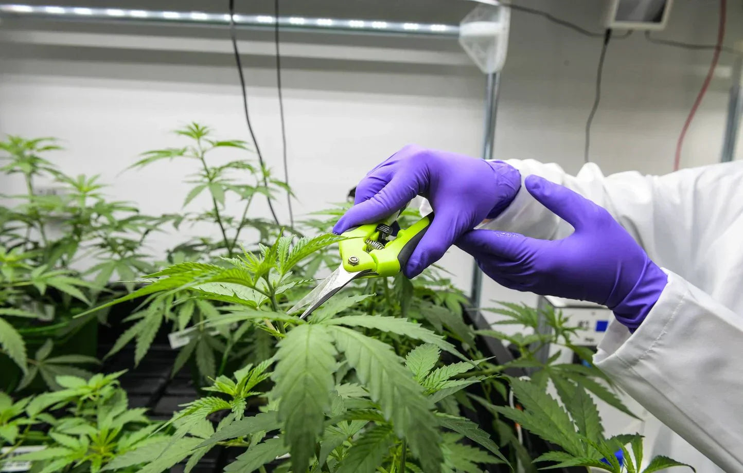 Les entreprises qui ont façonné l’expérimentation du cannabis médical en France